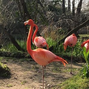 Meet your Posher, Aye